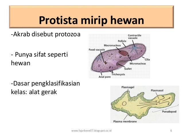 KINGDOM PROTISTA