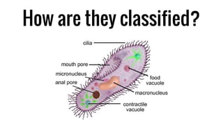 How are they classified?
 