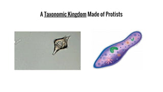 A Taxonomic Kingdom Made of Protists
 