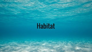 Habitat
 
