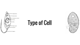 Type of Cell
 