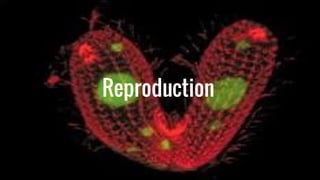 Reproduction
 