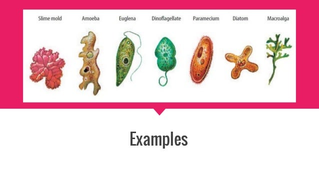 protist examples
