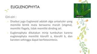 18
EUGLENOPHYTA
Ciri-ciri :
✢ Disebut juga Euglonoid adalah alga uniseluler yang
memiliki bintik mata berwarna marah (stigma),
memiliki flagela, tidak memiliki dinding sel.
✢ Euglenophyta dikatakan mirip tumbuhan karena
euglenophyta memiliki klorofil a, klorofil b, dan
karoten sehingga dapat berfotosintesis.
 