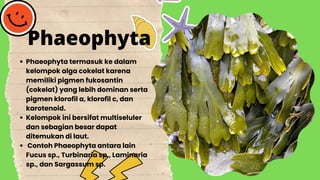 Phaeophyta termasuk ke dalam
kelompok alga cokelat karena
memiliki pigmen fukosantin
(cokelat) yang lebih dominan serta
pigmen klorofil a, klorofil c, dan
karotenoid.
Kelompok ini bersifat multiseluler
dan sebagian besar dapat
ditemukan di laut.
Contoh Phaeophyta antara lain
Fucus sp., Turbinaria sp., Laminaria
sp., dan Sargassum sp.
Phaeophyta
 