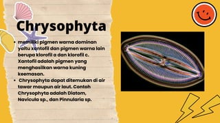 memiliki pigmen warna dominan
yaitu xantofil dan pigmen warna lain
berupa klorofil a dan klorofil c.
Xantofil adalah pigmen yang
menghasilkan warna kuning
keemasan.
Chrysophyta dapat ditemukan di air
tawar maupun air laut. Contoh
Chrysophyta adalah Diatom,
Navicula sp., dan Pinnularia sp.
Chrysophyta
 
