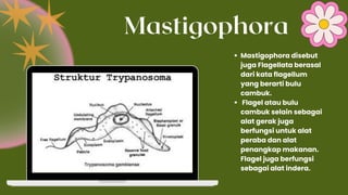 Mastigophora
Mastigophora disebut
juga Flagellata berasal
dari kata flagellum
yang berarti bulu
cambuk.
Flagel atau bulu
cambuk selain sebagai
alat gerak juga
berfungsi untuk alat
peraba dan alat
penangkap makanan.
Flagel juga berfungsi
sebagai alat indera.
 