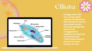 Ciliata
Menggunakan silia
atau rambut getar
sebagai alat geraknya.
Silia terdapat di seluruh
permukaan sel dan
berfungsi sebagai alat
bantu untuk
menggerakkan
makanan ke sitostoma
(mulut pada sel).
Ciliata dapat hidup di
perairan air tawar
maupun air asin.
 