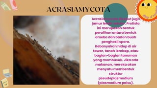 ACRASIAMYCOTA
Acrasiamycota disebut juga
jamur lendir seluler. Protista
ini merupakan bentuk
peralihan antara bentuk
ameba dan badan buah
penghasil spora.
Kebanyakan hidup di air
tawar, tanah lembap, atau
bagian-bagian tanaman
yang membusuk. Jika ada
makanan, mereka akan
menyatu membentuk
struktur
pseudoplasmodium
(plasmodium palsu).
 