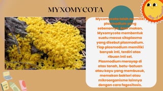 MYXOMYCOTA
Mycomycota telah memiliki
plasmodium yang
sebenamya. Saat makan,
Myxomycota membentuk
suatu massa sitoplasma
yang disebut plasmodium.
Tiap plasmodium memiliki
banyak inti, terdiri atas
ribuan inti sel.
Plasmodium merayap di
atas tanah, batu-batuan
atau kayu yang membusuk,
memakan bakteri atau
mikroorganisme lainnya
dengan cara fagositosis.
 