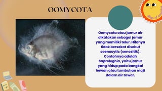 OOMYCOTA
Oomycota atau jamur air
dikatakan sebagai jamur
yang memiliki telur. Hifanya
tidak bersekat disebut
coenocytic (senositik).
Contohnya adalah
Saprolegnia, yaitu jamur
yang hidup pada bangkai
hewan atau tumbuhan mati
dalam air tawar.
 
