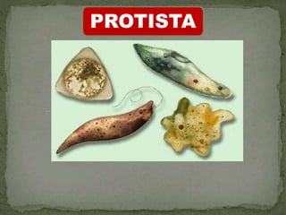 PROTISTA
 