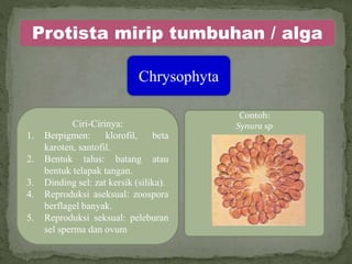 Protista mirip tumbuhan / alga
Chrysophyta
Ciri-Cirinya:
1. Berpigmen: klorofil, beta
karoten, santofil.
2. Bentuk talus: batang atau
bentuk telapak tangan.
3. Dinding sel: zat kersik (silika).
4. Reproduksi aseksual: zoospora
berflagel banyak.
5. Reproduksi seksual: peleburan
sel sperma dan ovum
Contoh:
Synura sp
 