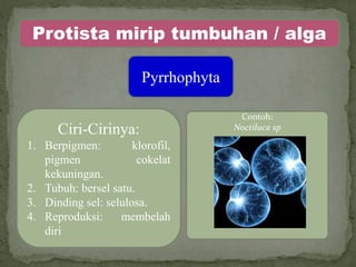 Protista mirip tumbuhan / alga
Pyrrhophyta
Ciri-Cirinya:
1. Berpigmen: klorofil,
pigmen cokelat
kekuningan.
2. Tubuh: bersel satu.
3. Dinding sel: selulosa.
4. Reproduksi: membelah
diri
Contoh:
Noctiluca sp
 