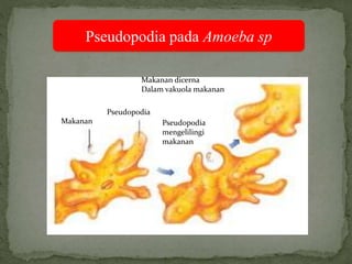 Pseudopodia pada Amoeba sp
Makanan
Pseudopodia
Makanan dicerna
Dalam vakuola makanan
Pseudopodia
mengelilingi
makanan
 