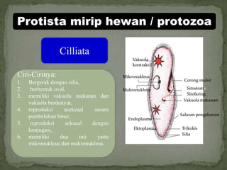 Protista mirip hewan / protozoa
Cilliata
Ciri-Cirinya:
1. Bergerak dengan silia,
2. berbentuk oval,
3. memiliki vakuola makanan dan
vakuola berdenyut,
4. reproduksi aseksual secara
pembelahan biner,
5. reproduksi seksual dengan
konjugasi,
6. memiliki dua inti yaitu
mikronukleus dan makronukleus.
Corong mulut
Vakuola makanan
Saluran pengeluaran
Trikokis
Silia
Ektoplasma
Endoplasma
Makronukleus
Mikronukleus
Vakuola
kontraktil
Sitofaring
Sitostoma
 