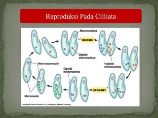 Reproduksi Pada Cilliata
 