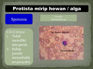 Protista mirip hewan / alga
Sporozoa
Ciri-Cirinya:
1. Tidak
memiliki
alat gerak,
2. hidup
parasit
menyebabk
an penyakit.
Contoh:
Plasmodium sp
 
