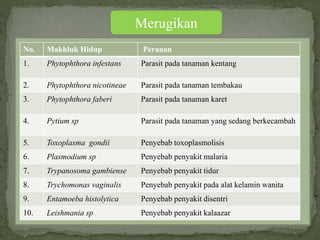 Merugikan
No. Makhluk Hidup Peranan
1. Phytophthora infestans Parasit pada tanaman kentang
2. Phytophthora nicotineae Parasit pada tanaman tembakau
3. Phytophthora faberi Parasit pada tanaman karet
4. Pytium sp Parasit pada tanaman yang sedang berkecambah
5. Toxoplasma gondii Penyebab toxoplasmolisis
6. Plasmodium sp Penyebab penyakit malaria
7. Trypanosoma gambiense Penyebab penyakit tidur
8. Trychomonas vaginalis Penyebab penyakit pada alat kelamin wanita
9. Entamoeba histolytica Penyebab penyakit disentri
10. Leishmania sp Penyebab penyakit kalaazar
 