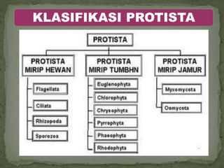 KLASIFIKASI PROTISTA
 