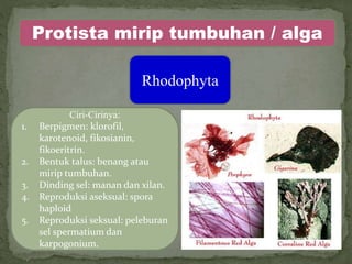 Protista mirip tumbuhan / alga
Rhodophyta
Ciri-Cirinya:
1. Berpigmen: klorofil,
karotenoid, fikosianin,
fikoeritrin.
2. Bentuk talus: benang atau
mirip tumbuhan.
3. Dinding sel: manan dan xilan.
4. Reproduksi aseksual: spora
haploid
5. Reproduksi seksual: peleburan
sel spermatium dan
karpogonium.
 