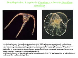 Dinoflagelados. A izquierda Ceratium y a derecha Noctiluca
scintillans
Los dinoflagelados son el segundo grupo más importante del fitoplancton responsable de la producción de
energía en la cadena trófica oceánica. Tienen una estructura semejante a un látigo llamada flagelo, que actúa
como órgano de locomoción. Los dinoflagelados pueden reproducirse con rapidez, produciendo grandes
poblaciones de forma inmediata; ciertas especies, mediante este tipo de crecimiento, forman las mareas rojas
tóxicas que matan a los peces y contaminan los mariscos.
Noctiluca scintillans es un dinoflagelado marino bioluminiscente. Dentro de la célula pueden verse las diatomeas
pardo-amarillas que han sido ingeridas.
 