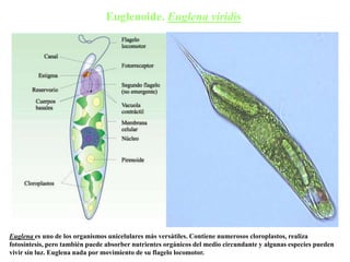 Euglenoide. Euglena viridis
Euglena es uno de los organismos unicelulares más versátiles. Contiene numerosos cloroplastos, realiza
fotosíntesis, pero también puede absorber nutrientes orgánicos del medio circundante y algunas especies pueden
vivir sin luz. Euglena nada por movimiento de su flagelo locomotor.
 