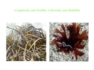 A izquierda, una Feofita. A derecha, una Rodofita
 