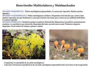 Heterótrofos Multicelulares y Multinucleados
A izquierda: Un plasmodio de un moho mucilaginoso.
A derecha: Estructuras reproductivas de un moho mucilaginoso plasmodial sobre un tronco en descomposición.
DIVISION MIXOMICOTA: Mohos mucilaginosos plasmodiales. Se nutren por ingestión. Muchos nucleos
diploides.
DIVISION ACRASIOMICOTA: Mohos mucilaginosos celulares. Organismos heterótrofos que existen como
amebas separadas, las que finalmente se unen para formar una masa, pero conservan su condición individual.
Un núcleo haploide.
DIVISION OOMICOTA: Oomicetes (mohos acuáticos). Heterótrofos filamentosos cenocíticos, primariamente
acuáticos. La nutrición es por absorción. Reproducción tanto asexual como sexual. Producen zoosporas
flageladas. Pared celular de celulosa, quitina o ambas.
 