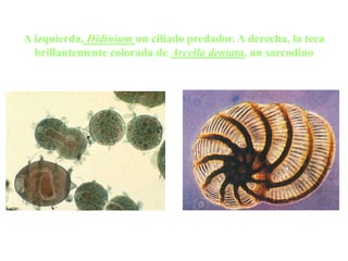 A izquierda, Didinium un ciliado predador. A derecha, la teca
brillantemente colorada de Arcella dentata, un sarcodino
 