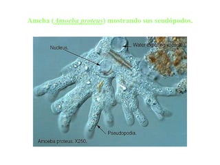 Ameba (Amoeba proteus) mostrando sus seudópodos.
 