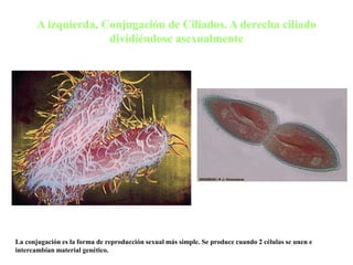 La conjugación es la forma de reproducción sexual más simple. Se produce cuando 2 células se unen e
intercambian material genético.
A izquierda, Conjugación de Ciliados. A derecha ciliado
dividiéndose asexualmente
 