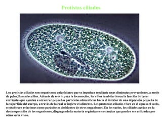 Protistas ciliados
Los protistas ciliados son organismos unicelulares que se impulsan mediante unas diminutas proyecciones, a modo
de pelos, llamadas cilios. Además de servir para la locomoción, los cilios también tienen la función de crear
corrientes que ayudan a arrastrar pequeñas partículas alimenticias hacia el interior de una depresión pequeña de
la superficie del cuerpo, a través de la cual se ingiere el alimento. Los protozoos ciliados viven en el agua o el suelo,
o establecen relaciones como parásitos o simbiontes de otros organismos. En los suelos, los ciliados actúan en la
descomposición de los organismos, disgregando la materia orgánica en sustancias que pueden ser utilizadas por
otros seres vivos.
 