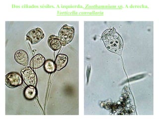 Dos ciliados sésiles. A izquierda, Zoothamnium sp. A derecha,
Vorticella convallaria
 