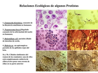 Relaciones Ecológicas de algunos Protistas
1. Entamoeba histolytica, causante de
la disentería amebiana en humanos.
2. Trypanosoma brucei,flagelado
causante de la enfermedad del sueño
en humanos.
3. Balantidium coli, parásito ciliado
de intestino de cerdo.
4. Babesia sp., un apicomplexa
parásito de los glóbulos rojos del
león.
5a y 5b. Ciliados simbiontes del
rumen de los rumiantes: uno de ellos
está completamente cubierto de
cilias;el otro posee una corona de
cilias en su parte anterior
1 2
3
5b 5a
4
 