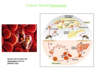 Ciclo de Vida del Plasmodium
Imagen microscópica del
Plasmodium entre los
glóbulos rojos
 