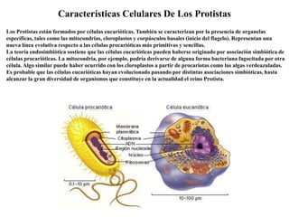 Características Celulares De Los Protistas
Los Protistas están formados por células eucarióticas. También se caracterizan por la presencia de organelas
específicas, tales como las mitocondrias, cloroplastos y corpúsculos basales (inicio del flagelo). Representan una
nueva línea evolutiva respecto a las células procarióticas más primitivas y sencillas.
La teoría endosimbiótica sostiene que las células eucarióticas pueden haberse originado por asociación simbiótica de
células procarióticas. La mitocondria, por ejemplo, podría derivarse de alguna forma bacteriana fagocitada por otra
célula. Algo similar puede haber ocurrido con los cloroplastos a partir de procariotas como las algas verdeazuladas.
Es probable que las células eucarióticas hayan evolucionado pasando por distintas asociaciones simbióticas, hasta
alcanzar la gran diversidad de organismos que constituye en la actualidad el reino Protista.
 