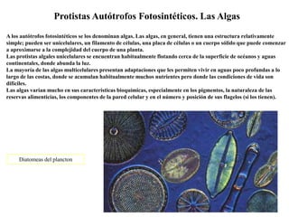 Protistas Autótrofos Fotosintéticos. Las Algas
A los autótrofos fotosintéticos se los denominan algas. Las algas, en general, tienen una estructura relativamente
simple; pueden ser unicelulares, un filamento de células, una placa de células o un cuerpo sólido que puede comenzar
a aproximarse a la complejidad del cuerpo de una planta.
Las protistas algales unicelulares se encuentran habitualmente flotando cerca de la superficie de océanos y aguas
continentales, donde abunda la luz.
La mayoría de las algas multicelulares presentan adaptaciones que les permiten vivir en aguas poco profundas a lo
largo de las costas, donde se acumulan habitualmente muchos nutrientes pero donde las condiciones de vida son
difíciles.
Las algas varían mucho en sus características bioquímicas, especialmente en los pigmentos, la naturaleza de las
reservas alimenticias, los componentes de la pared celular y en el número y posición de sus flagelos (si los tienen).
Diatomeas del plancton
 