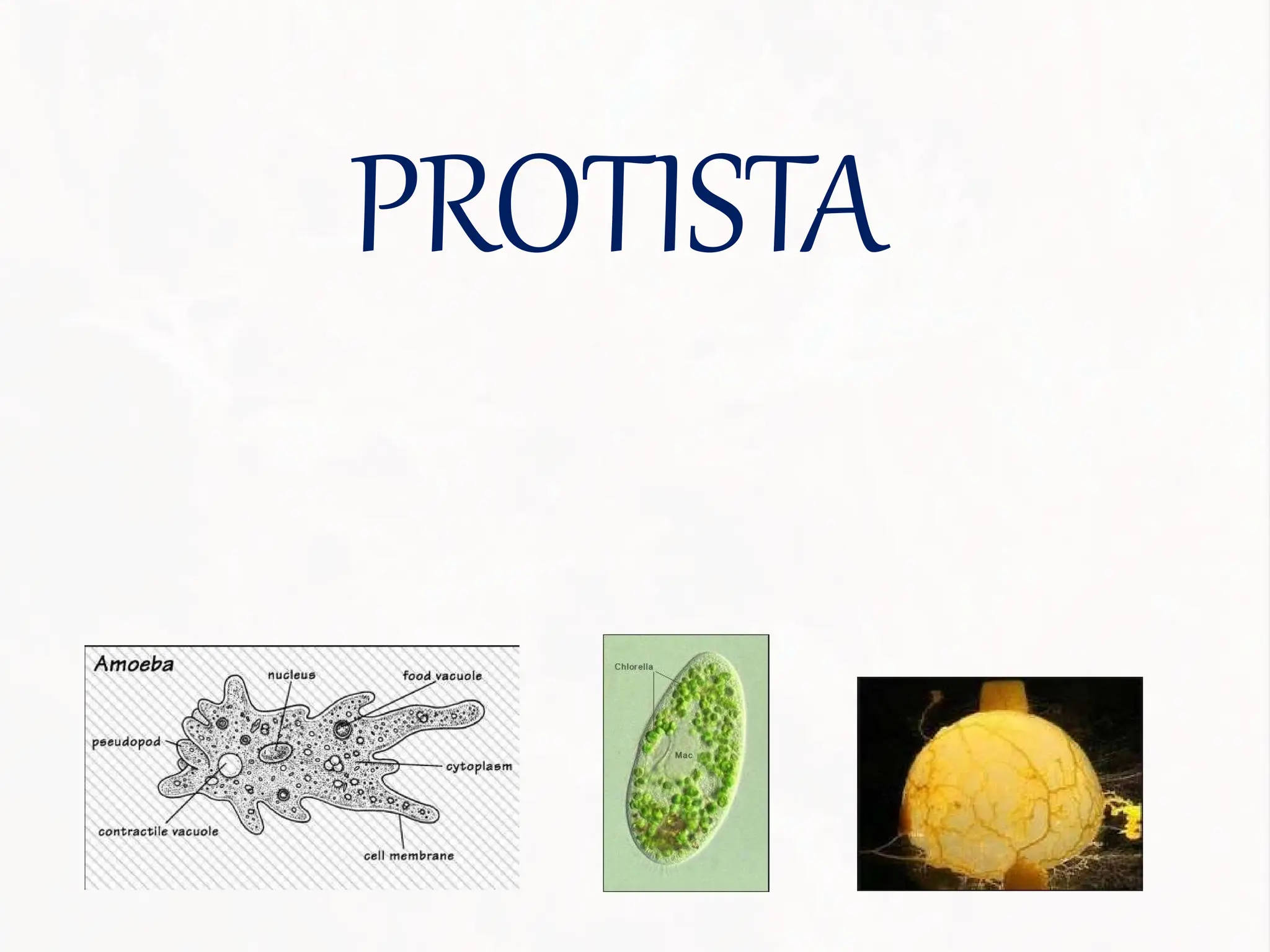 Kingdom monera bagian Protista ( Mirip hewan) | PPTX