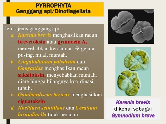 Protista Algae