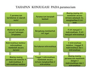 TAHAPAN KONJUGASI PADA paramecium
2 paramecium
berlekatan di daerah
mulut
Membran sel pecah,
terjadi hubungan
sitoplasma
Makronukleus melebur,
mikronukleus
membelah secara
meiosis
Masing-masing
paramecium memiliki 4
makronukleus, 3
mkironuklues melebur
Tinggal 1 mikronuklues,
membelah secara
mitosis menghasilkan 2
mikronuklus
Pertukaran mikronukleus
Bergabung membentuk
inti zigot
Paramecium berpisah
kembali
Masing-masing inti
membelah secara
mitosis sebanyak 3x,
menghasilkan 8 inti
anak
4 inti menjadi 4
makronuklues, 4 inti
menjadi mikronukleus
3 mikronuklues
melebur, tingggal 4
makronukleus dan 1
mikronuklues
Masing-masing
paramecium membelah
dengan 2
makronunklues dan 1
mikronukleus
 