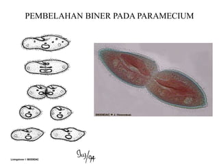 PEMBELAHAN BINER PADA PARAMECIUM
 