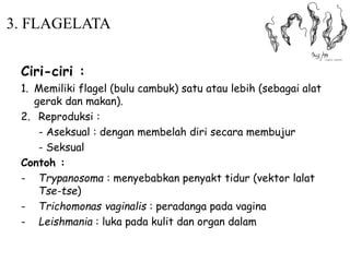 Ciri-ciri :
1. Memiliki flagel (bulu cambuk) satu atau lebih (sebagai alat
gerak dan makan).
2. Reproduksi :
- Aseksual : dengan membelah diri secara membujur
- Seksual
Contoh :
- Trypanosoma : menyebabkan penyakt tidur (vektor lalat
Tse-tse)
- Trichomonas vaginalis : peradanga pada vagina
- Leishmania : luka pada kulit dan organ dalam
3. FLAGELATA
 