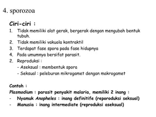 Ciri-ciri :
1. Tidak memiliki alat gerak, bergerak dengan mengubah bentuk
tubuh.
2. Tidak memiliki vakuola kontraktil
3. Terdapat fase spora pada fase hidupnya
4. Pada umumnya bersifat parasit.
2. Reproduksi :
- Aseksual : membentuk spora
- Seksual : peleburan mikrogamet dengan makrogamet
Contoh :
Plasmodium : parasit penyakit malaria, memiliki 2 inang :
- Nyamuk Anopheles : inang definitife (reporoduksi seksual)
- Manusia : inang intermediate (reproduksi aseksual)
4. sporozoa
 