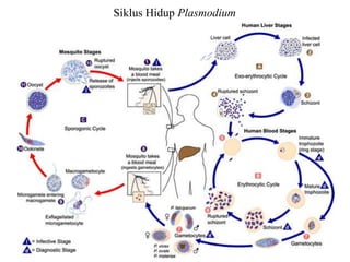 Siklus Hidup Plasmodium
 