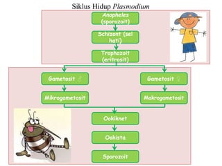 Siklus Hidup Plasmodium
Ookiknet
Ookista
Sporozoit
Gametosit ♀
Gametosit ♂
Makrogametosit
Mikrogametosit
Anopheles
(sporozoit)
Schizont (sel
hati)
Trophozoit
(eritrosit)
 