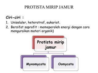 PROTISTA MIRIP JAMUR
Ciri-ciri :
1. Uniseluler, heterotrof, eukariot.
2. Bersifat saprofit : memeperoleh energi dengan cara
menguraikan materi organik)
Protista mirip
jamur
Myxomycota Oomycota
 