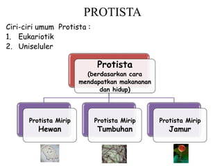 Ciri-ciri umum Protista :
1. Eukariotik
2. Uniseluler
Protista
(berdasarkan cara
mendapatkan makananan
dan hidup)
Protista Mirip
Hewan
Protista Mirip
Tumbuhan
Protista Mirip
Jamur
PROTISTA
 