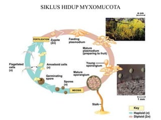 SIKLUS HIDUP MYXOMUCOTA
 