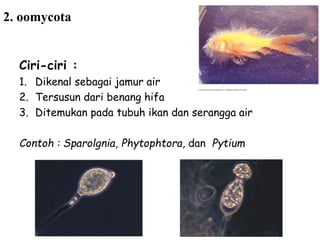 2. oomycota
Ciri-ciri :
1. Dikenal sebagai jamur air
2. Tersusun dari benang hifa
3. Ditemukan pada tubuh ikan dan serangga air
Contoh : Sparolgnia, Phytophtora, dan Pytium
 